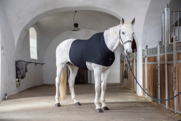 Koliková onemocnění u koní a použití abdominálních bandáží v době rekonvalescence