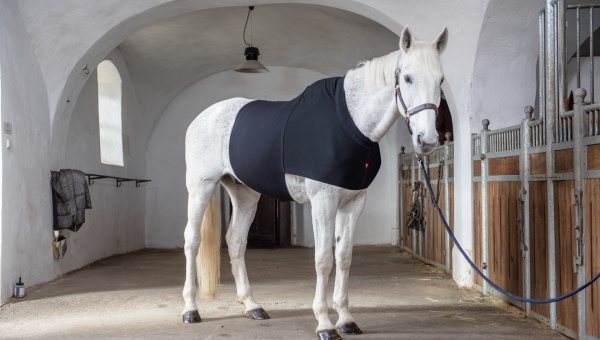 Koliková onemocnění u koní a použití abdominálních bandáží v době rekonvalescence