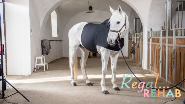 Start of cooperation between VETOFLEX and the Dutch company Regal REHAB