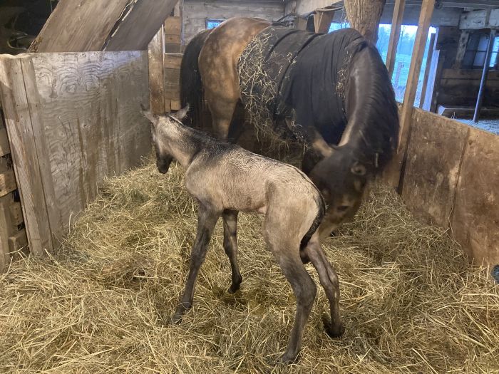 recovery belt vetoflex