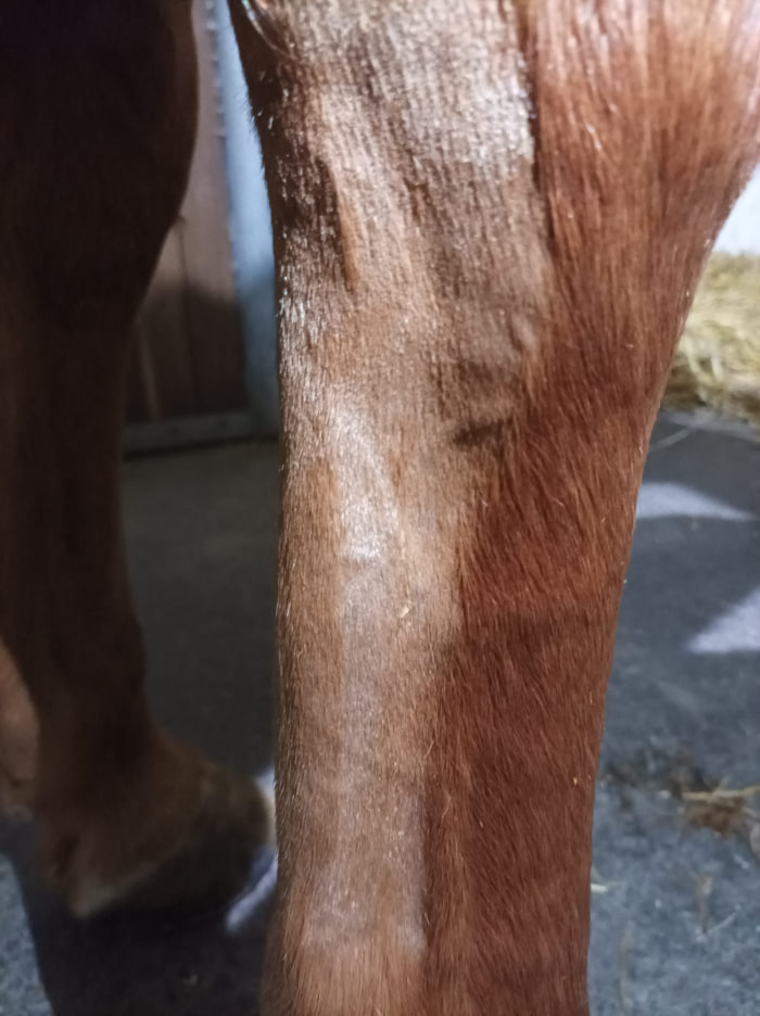 pouziti bandaze pri poraneni slachy kone