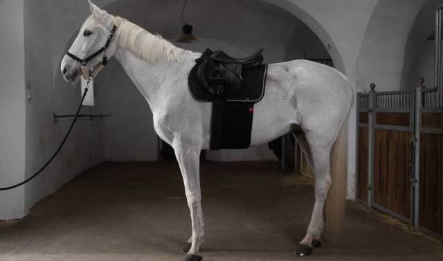 colic recovery belt for riding vetoflex